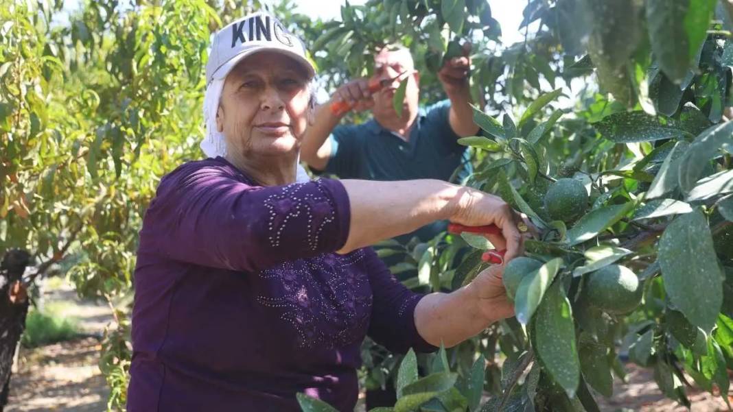 Hatay’da Buruk Mandalina Hasadı! Kuraklık Verimi Vurdu 1
